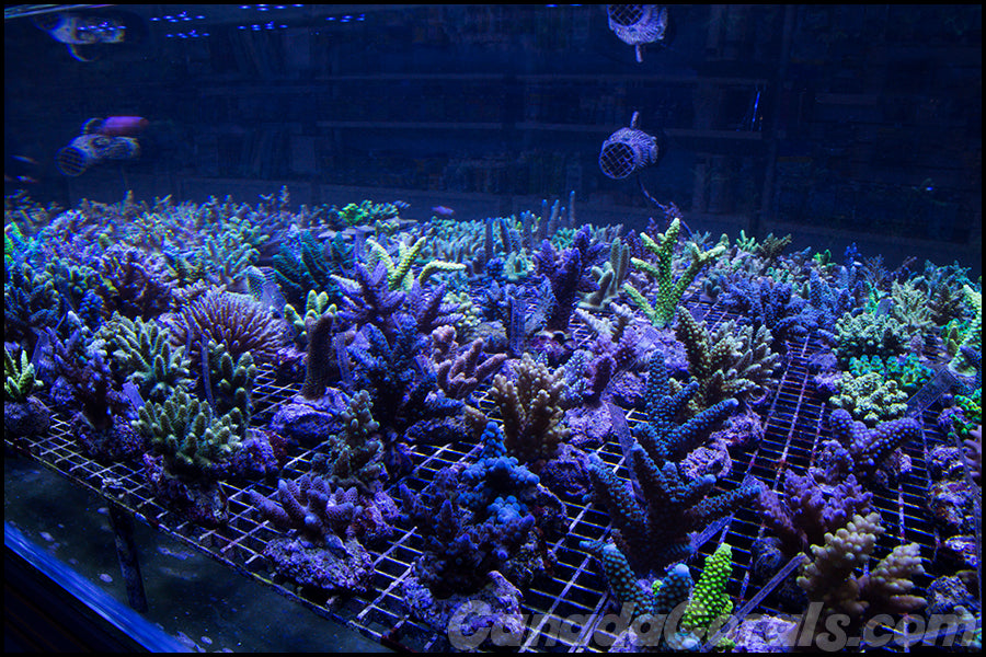 canada corals