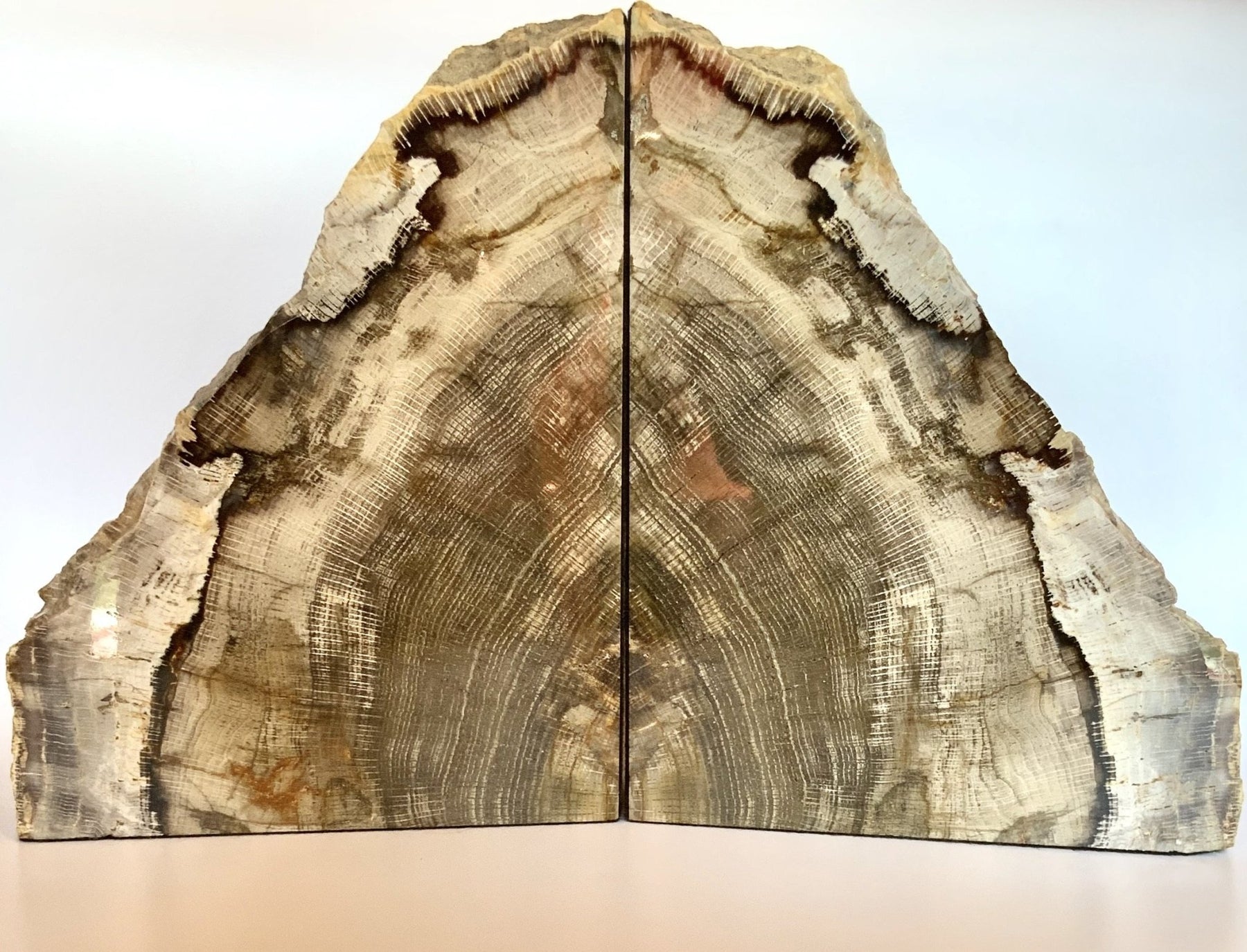 12-14 Petrified Wood Slices - AA Quality