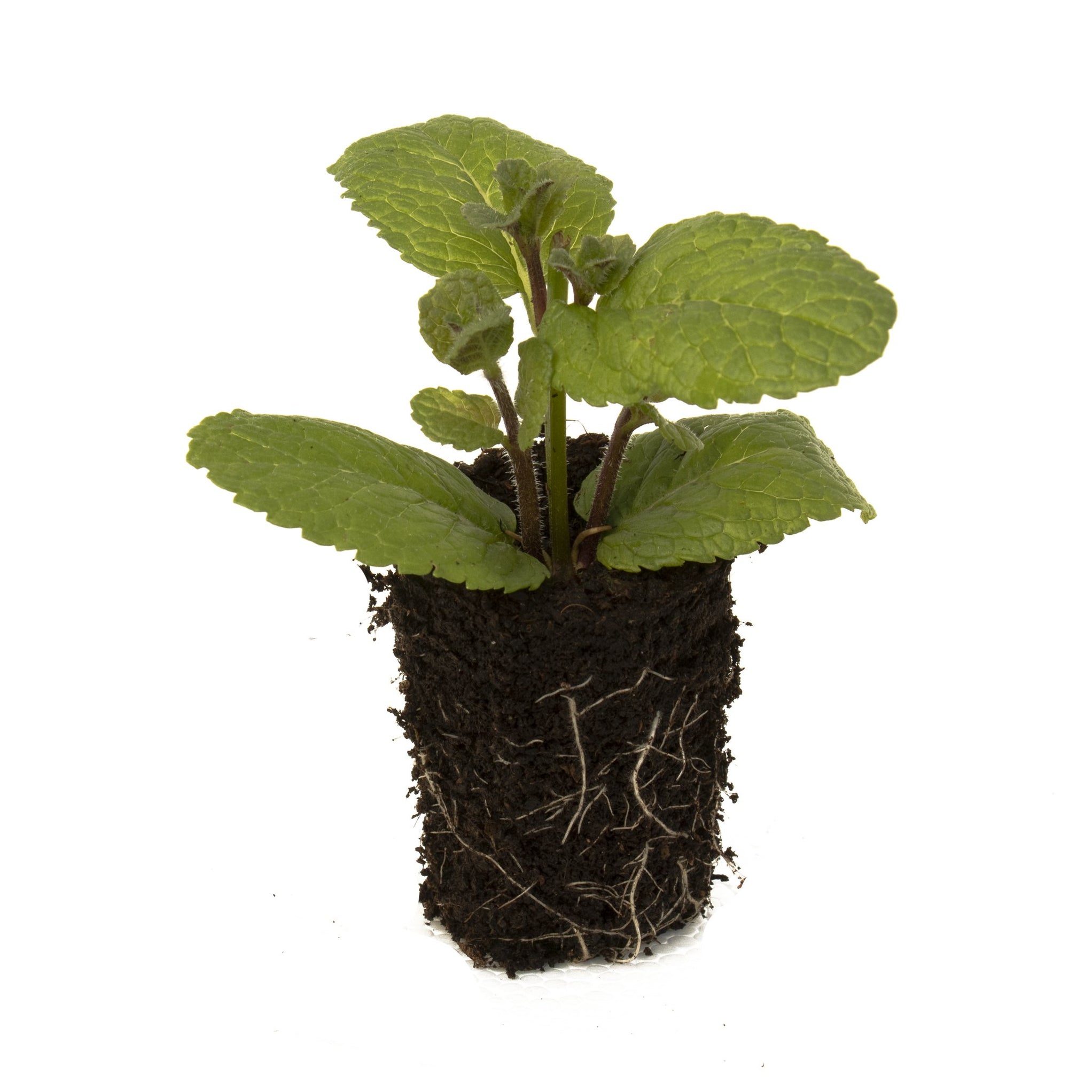 Spanish Mint Herb Plant — BuyPlants.co.uk
