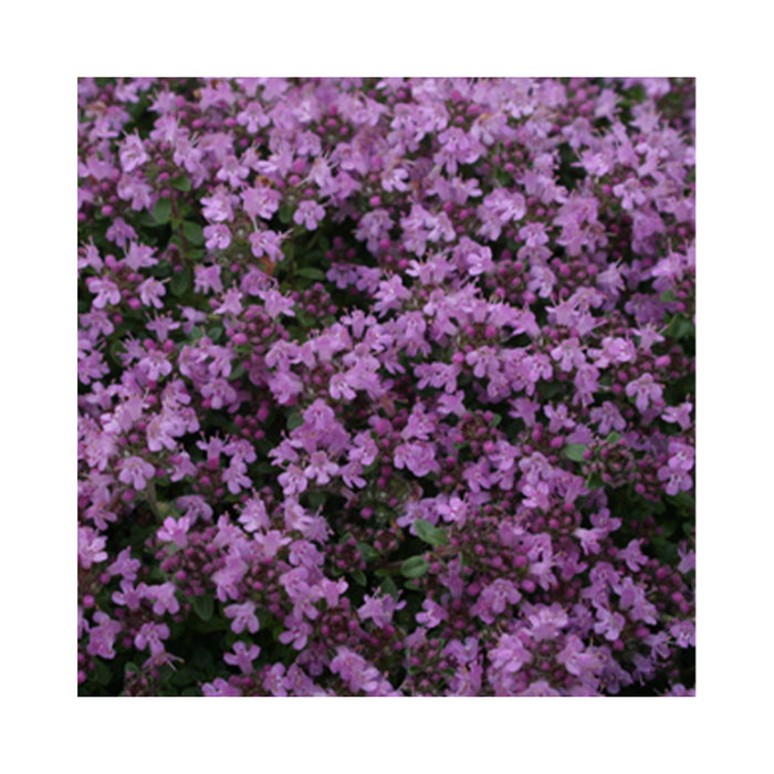 organic elfin thyme plant