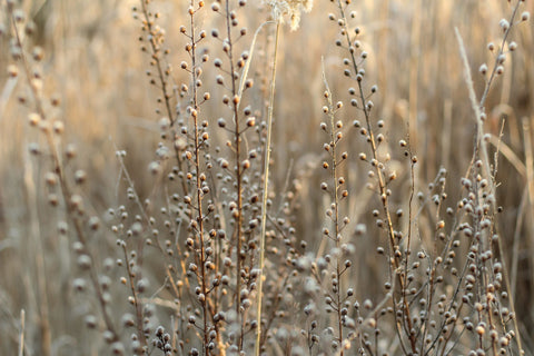 flax in field