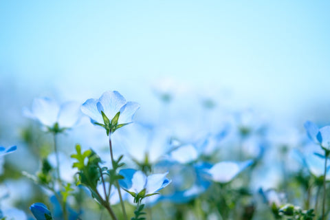 flax-flower-linen-blue-flower