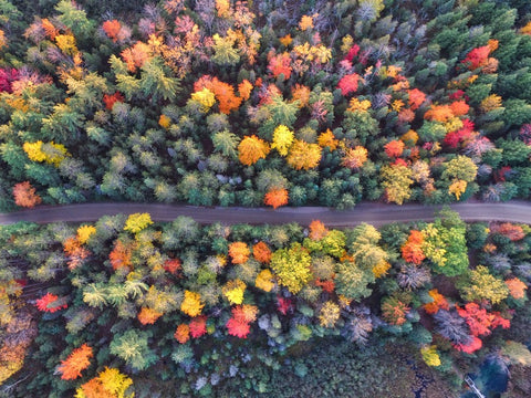 Overhead image of colourful trees with a road going through the middle