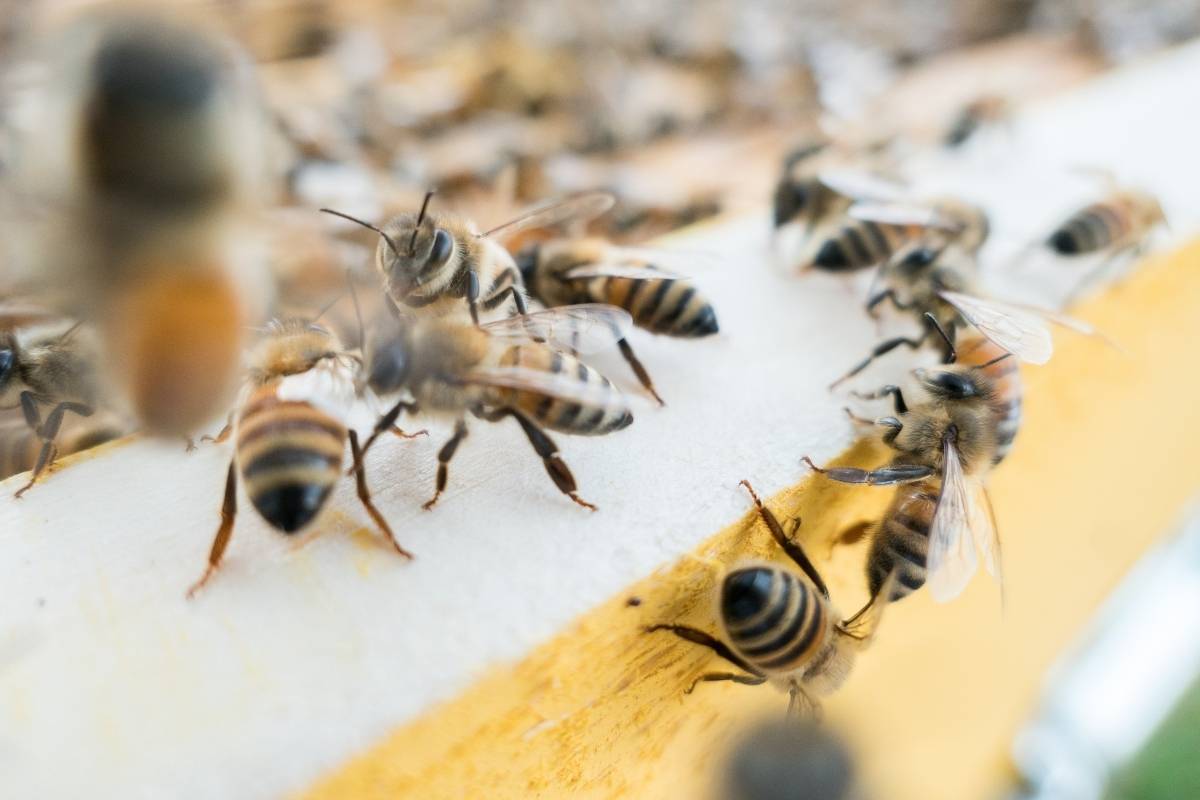 are beeswax candles sustainable