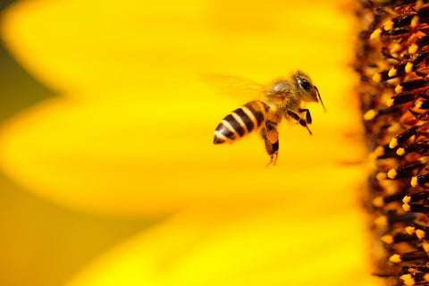 A sunflower with a bee approaching it to land