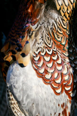 Pheasant shooting season dates