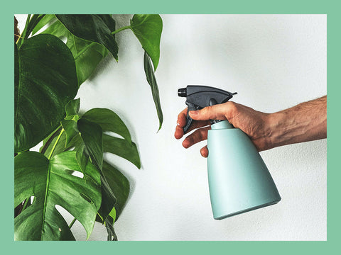 Spraying house plants