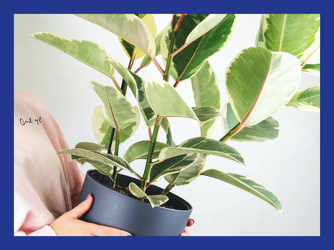 woman holding a houseplant