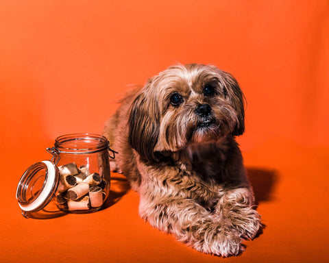 Tips for Shopping for Healthy Dog Treats