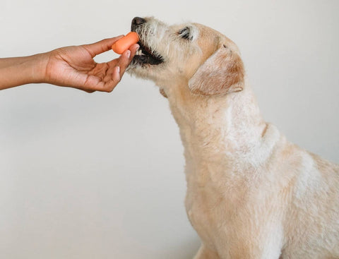 Discover the benefits of natural dog treats for your furry friend's health. Shop Lord Jameson's range of delicious treats today! Read the blog for more information!