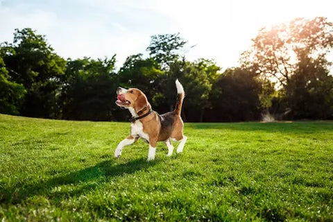 A happy dog running through a sunny park | Lord Jameson
