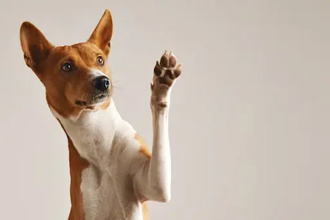 A dog raising its paw against a beige background | Lord Jameson