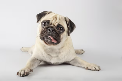 Adorable Pug lying down, looking up with a playful expression | Lord Jameson