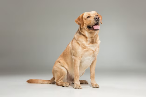 Friendly Labrador sitting obediently in a studio setting | Lord Jameson