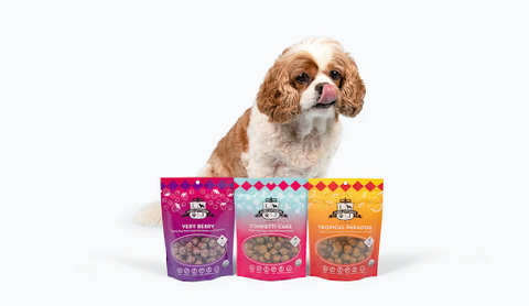 Cute Spaniel posing behind colorful boxes of dog treats | Lord Jameson