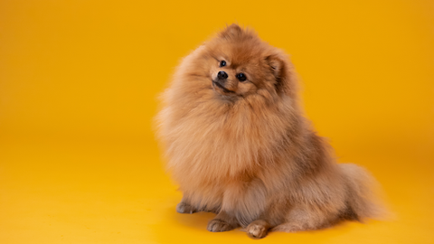 Pomeranian Canine | Jord Jameson