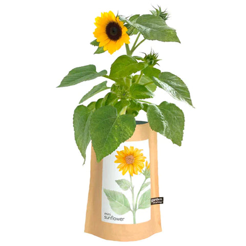 Mint Garden in a Bag | Gift Ideas