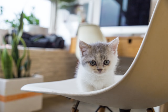 chat sur une chaise scandinave