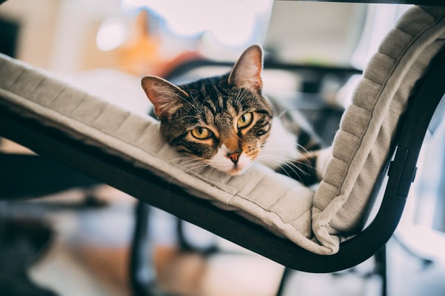 chat allongé sur un clic clac