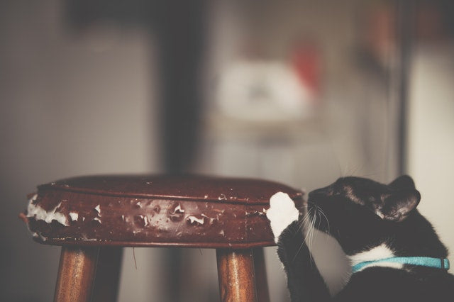 chat griffant une chaise en cuir
