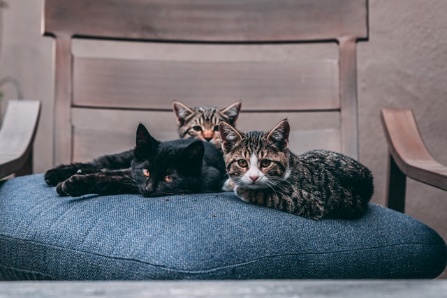 3 chatons allongés sur une chaise