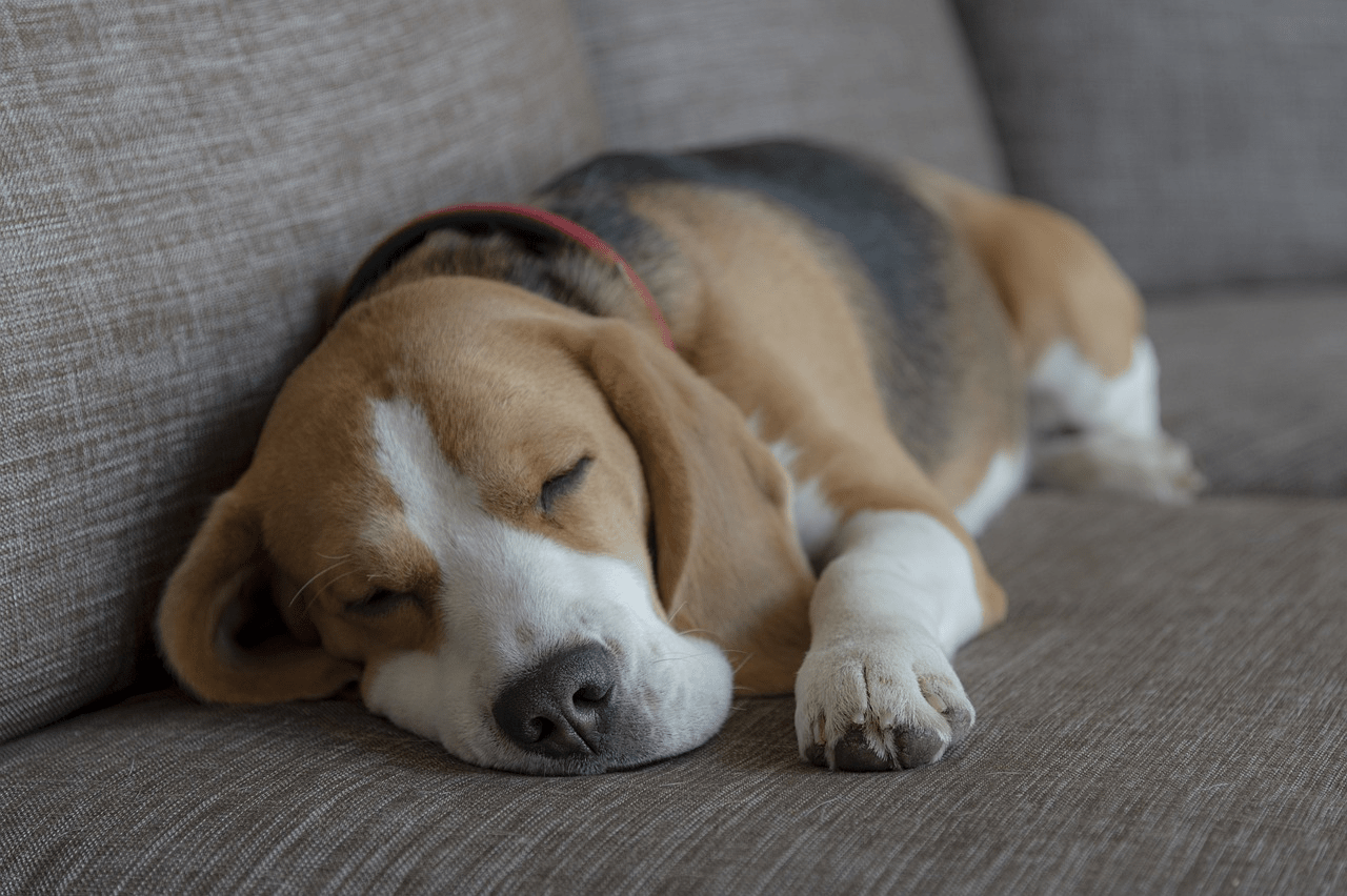 chien mignon dormant sur un canapé