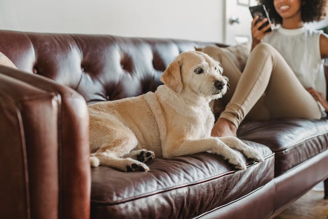 chien sur un canapé en cuir