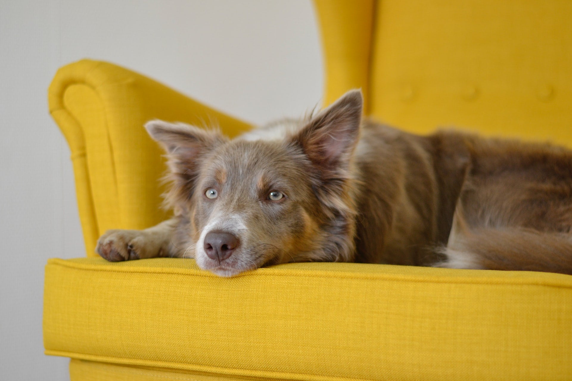 chien allongé sur un canapé