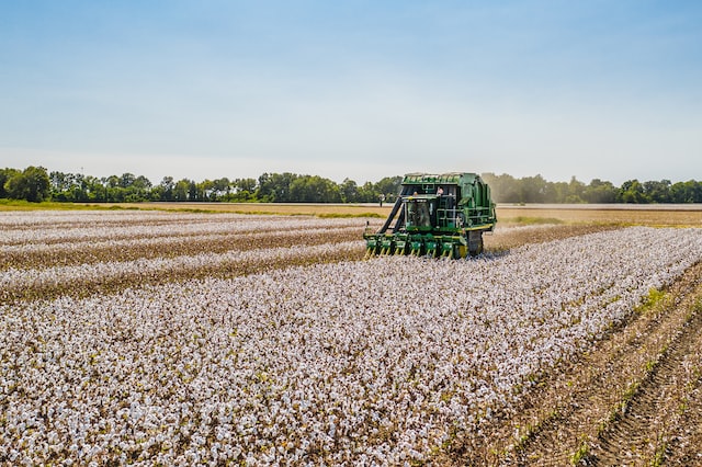 récolte de coton par un tracteur dans un champ