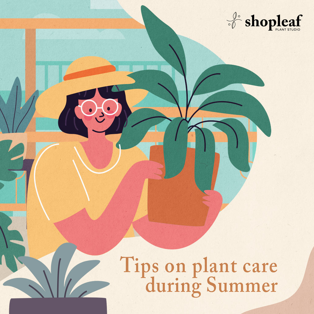 plant care during summer