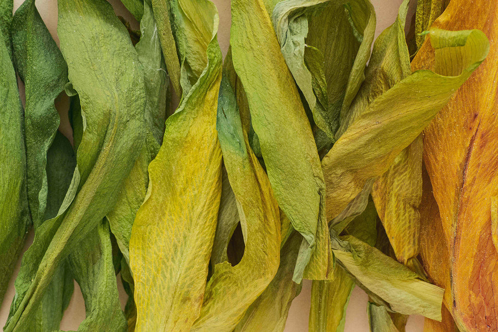 Two cut and yellowing leaves in the sun