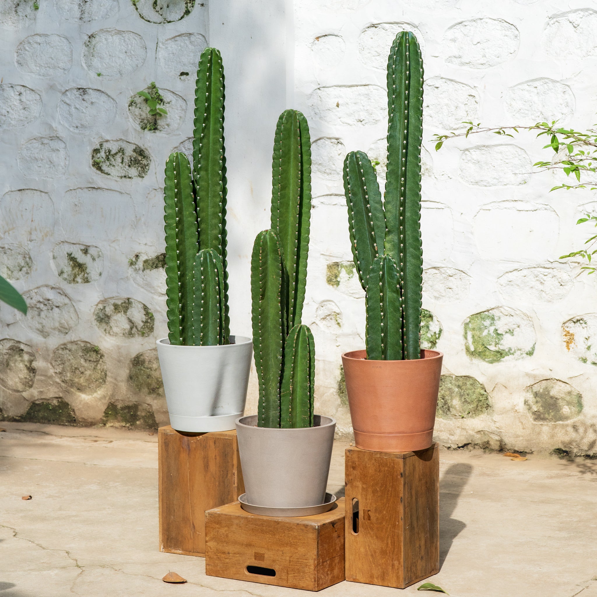 Peruvian Cactus – Shopleaf Plant Studio