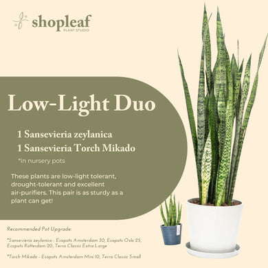 Shopleaf Plant Studio