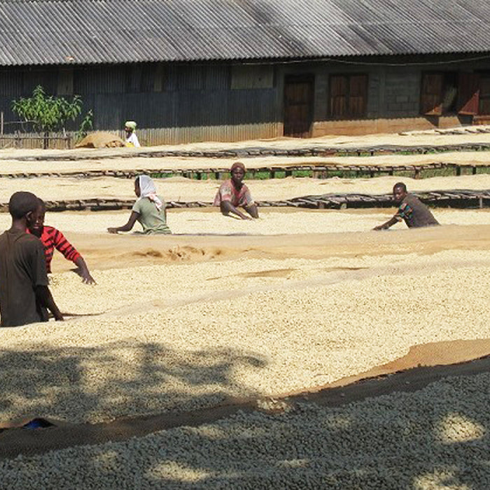 ETHIOPIAN SIDAMO GR. 2 WASHED - Green Coffee Beans