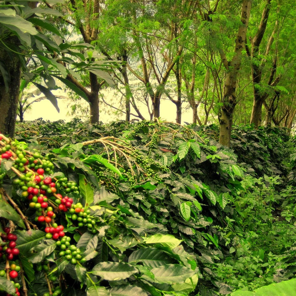 sumatra green coffee beans