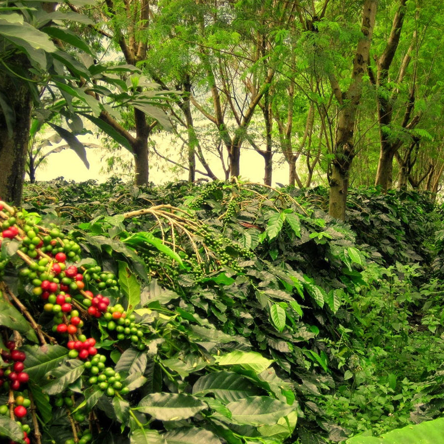 organic sumatra coffee beans