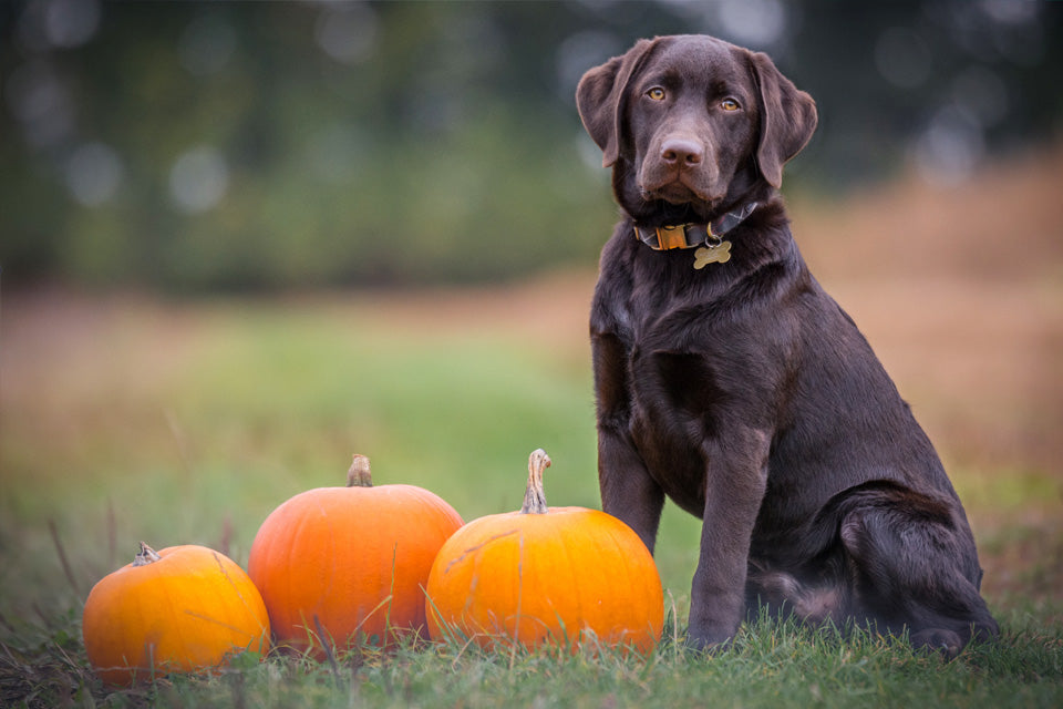 Fall Activities For Dogs