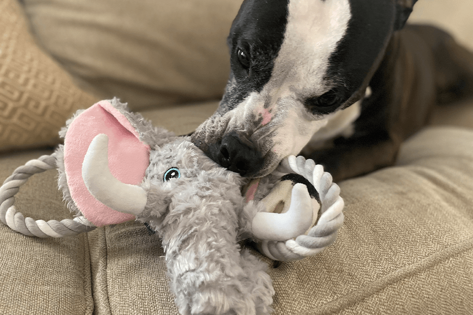 how to stop dog toys from squeaking