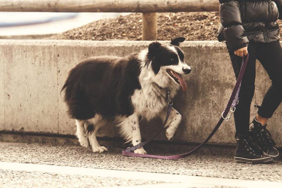 how do you train a border collie on a leash