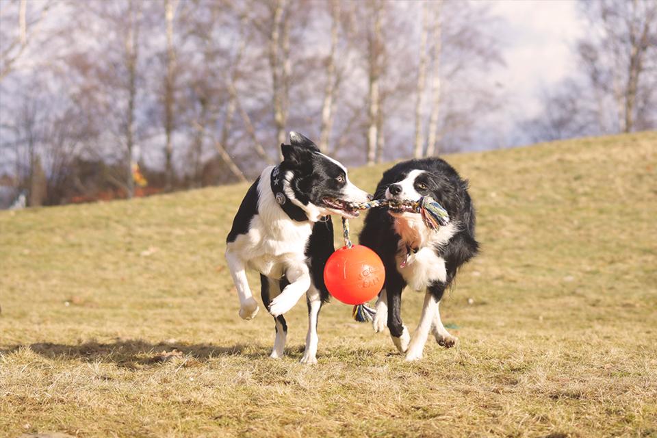 jolly ball dog toy petco