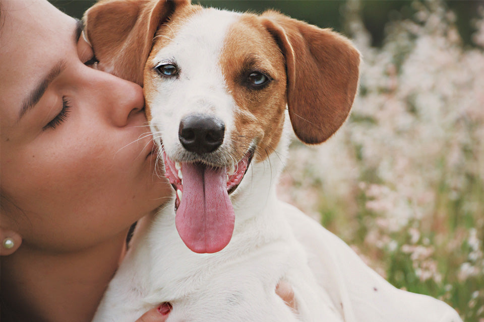 Why We Love Dogs (And You Should, Too!) - Jolly Pets