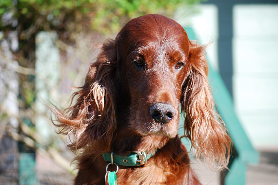 what kind of dog toys does a irish setter like