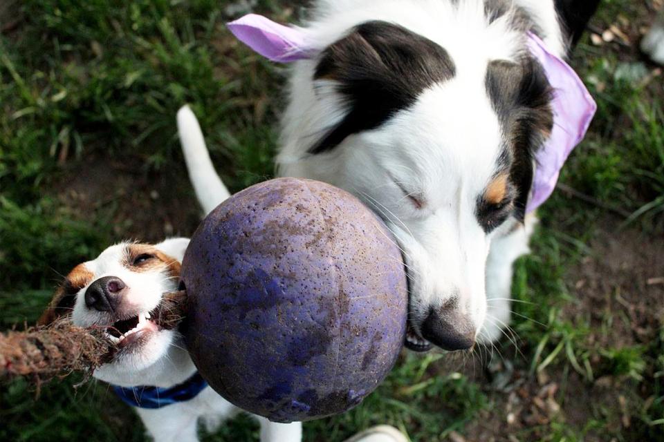 are jolly balls safe for dogs