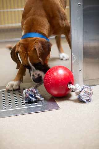 A Boxer sniffing at a Romp-N-Roll Jolly Pets toy