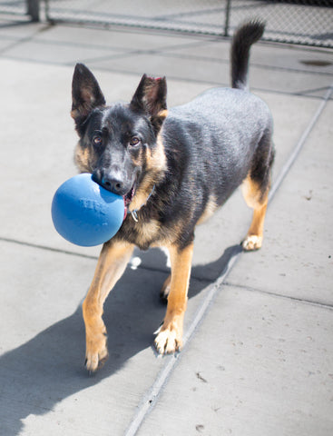 A German Shepherd at the Denver animal Shelter happily playing with a blue Bounce-N-Play Jolly Pets toy