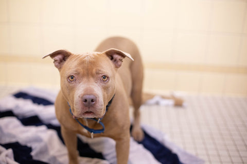 A Pit Bull dog at the Denver Animal Shelter