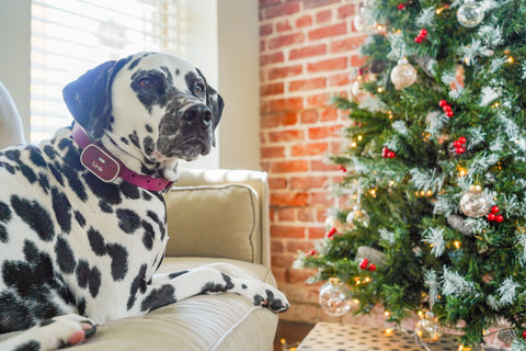 A dalmation sitting on the couch next to a Christmas tree wearing a Link collar with a Link device