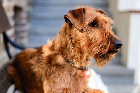 Irish Terrier