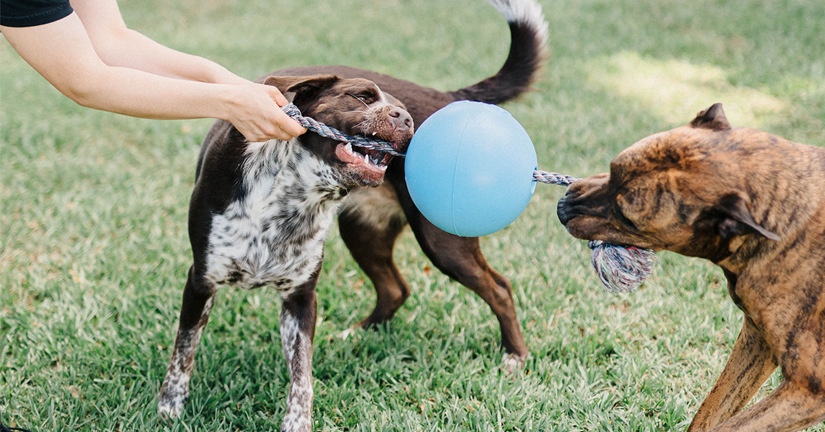 Fun pet toys for your dog and cat: National Pet Month 