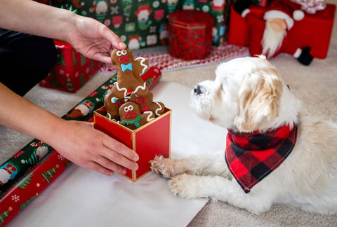 A dog laying on wrapping paper being shown a box of gingerbread man Wufers cookies